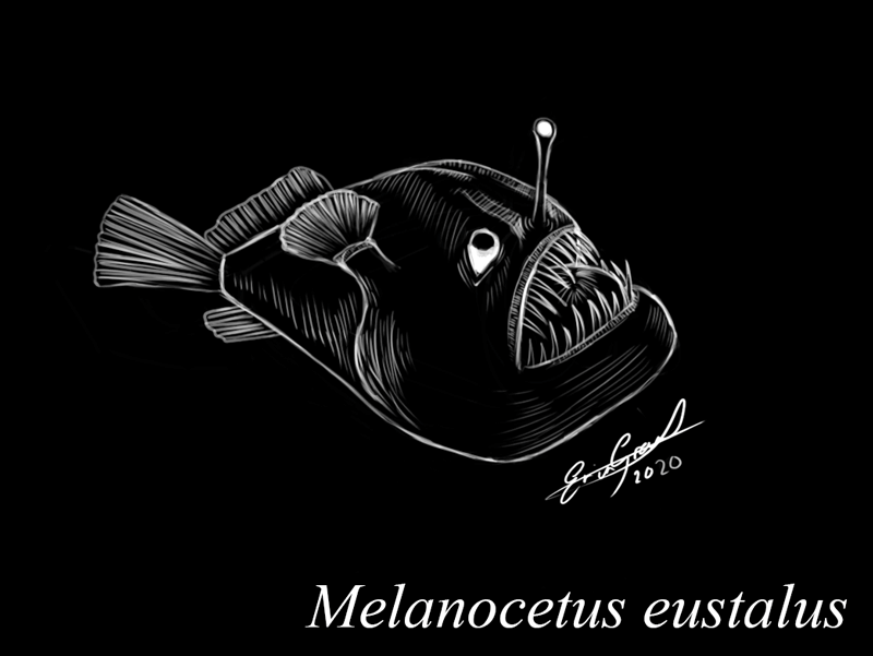 Anglerfish_gif